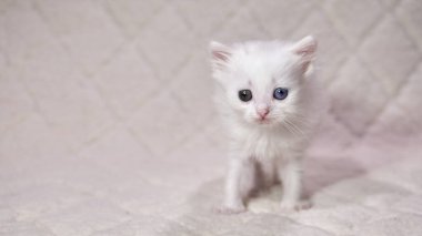 Heterokromi rengi beyaz kedi yavrusu.