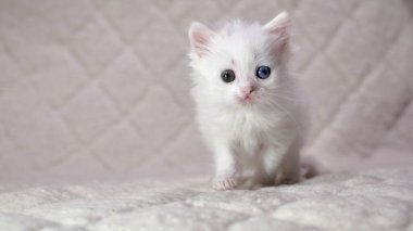 Heterokromi rengi beyaz kedi yavrusu.