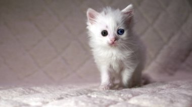 Heterokromi rengi beyaz kedi yavrusu.