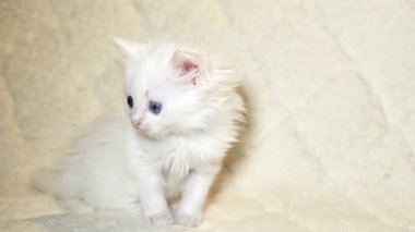 Heterokromi rengi beyaz kedi yavrusu.