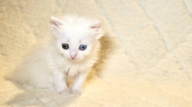 Heterokromi rengi beyaz kedi yavrusu.