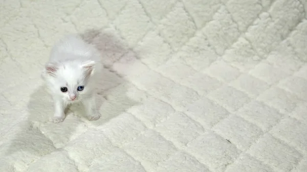 Chaton Avec Couleur Hétérochromie Blanc — Photo