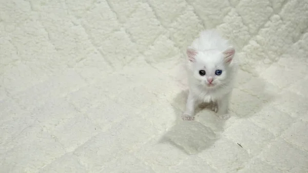 Gatito Con Heterocromia Color Blanco — Foto de Stock