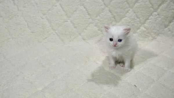 Kitten Met Heterochromia Kleur Wit — Stockfoto