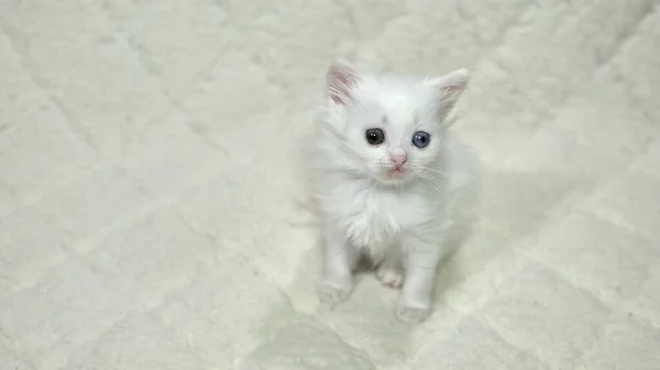 Γατάκι Ετεροχρωμία Λευκό Χρώμα — Φωτογραφία Αρχείου