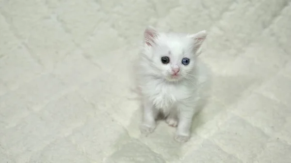 Kitten Met Heterochromia Kleur Wit — Stockfoto