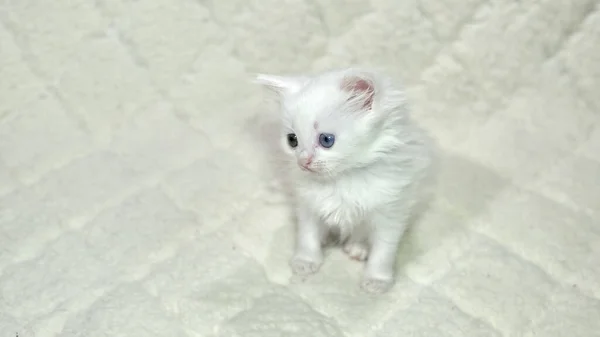 กแมวท ขาวเฮเทโรโครเม — ภาพถ่ายสต็อก
