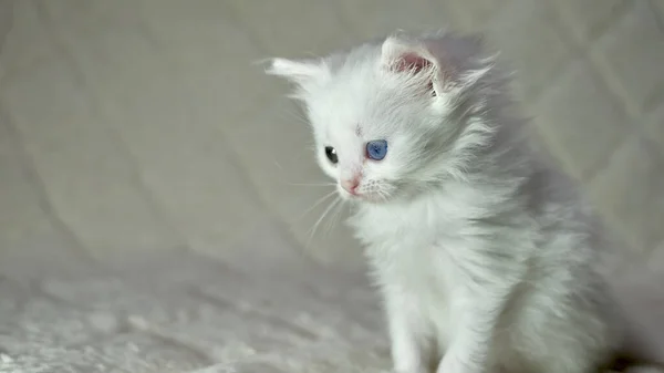 Kätzchen Mit Heterochromie Farbe Weiß — Stockfoto