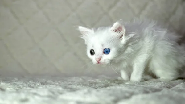 Котенок Гетерохромией Белого Цвета — стоковое фото
