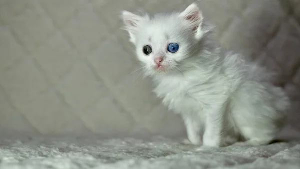 Kitten Met Heterochromia Kleur Wit — Stockfoto