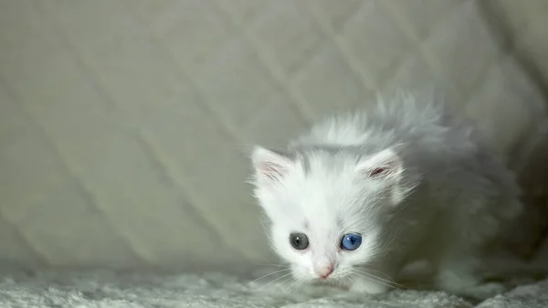 Kitten Heterochromia Color White — Stock Photo, Image