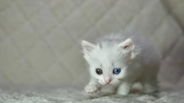 有异色白色的小猫 — 图库照片