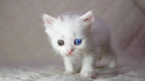 Kätzchen Mit Heterochromie Farbe Weiß — Stockfoto