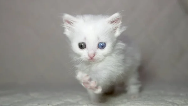 Gatinho Com Heterocromia Cor Branca — Fotografia de Stock