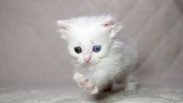 有异色白色的小猫 — 图库照片
