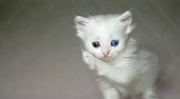 Gatinho Com Heterocromia Cor Branca — Fotografia de Stock