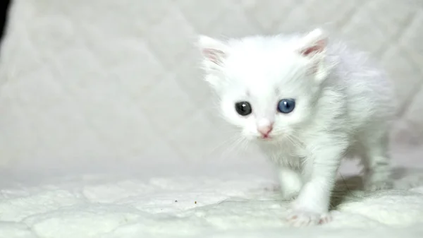 Kitten Heterochromia Color White — Stock Photo, Image