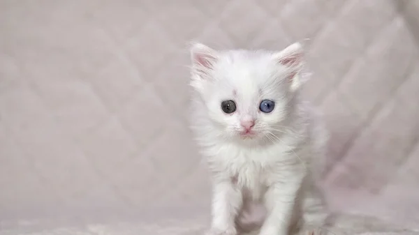 ヘテロクロミア色の白い子猫 — ストック写真