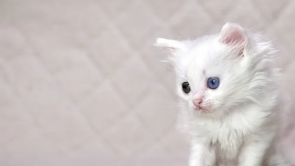 Kitten Met Heterochromia Kleur Wit — Stockfoto