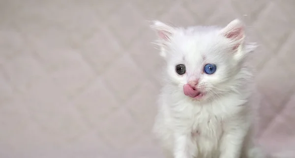 Gatinho Com Heterocromia Cor Branca — Fotografia de Stock