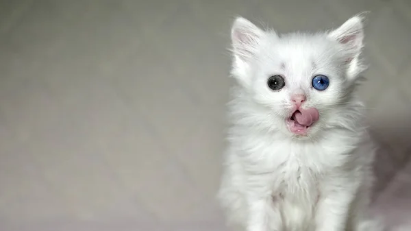 Kucing Dengan Warna Putih Heterokromia — Stok Foto