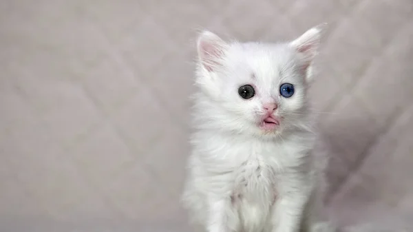 Gatinho Com Heterocromia Cor Branca — Fotografia de Stock