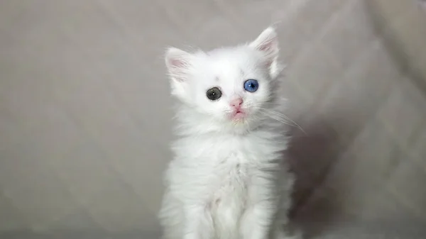 Kitten Heterochromia Color White — Stock Photo, Image
