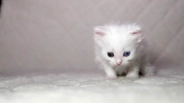 Heterokromi Rengi Beyaz Kedi Yavrusu — Stok fotoğraf