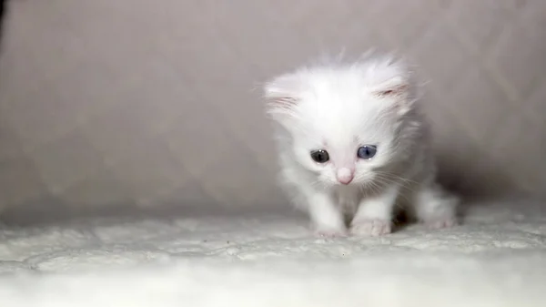 Gatinho Com Heterocromia Cor Branca — Fotografia de Stock