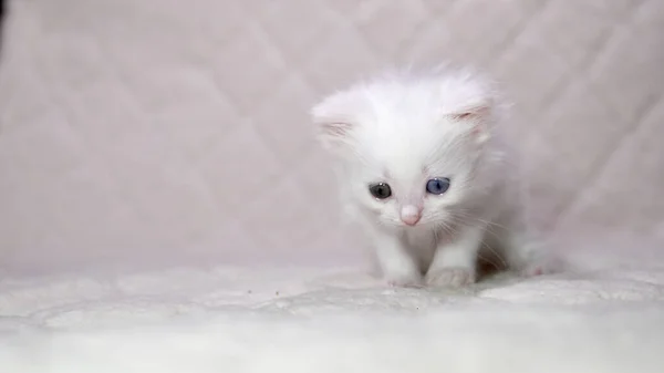 Gatinho Com Heterocromia Cor Branca — Fotografia de Stock