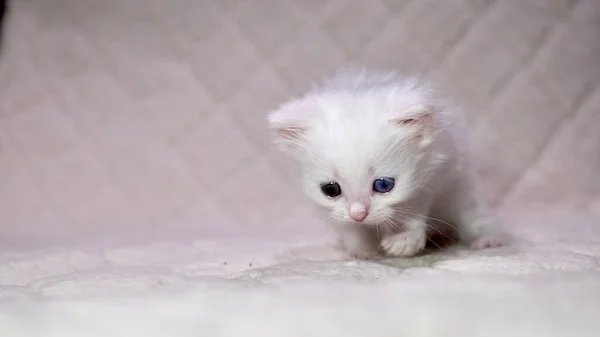 Γατάκι Ετεροχρωμία Λευκό Χρώμα — Φωτογραφία Αρχείου