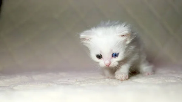 Chaton Avec Couleur Hétérochromie Blanc — Photo