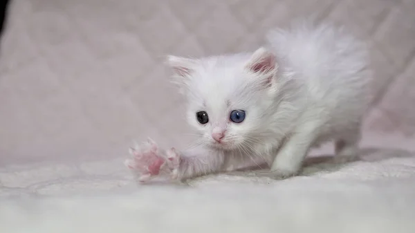 Kätzchen Mit Heterochromie Farbe Weiß — Stockfoto