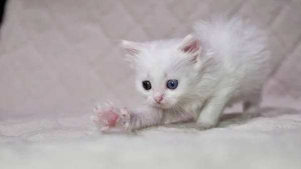 Kitten Met Heterochromia Kleur Wit — Stockfoto