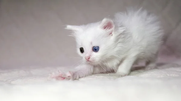 Kätzchen Mit Heterochromie Farbe Weiß — Stockfoto