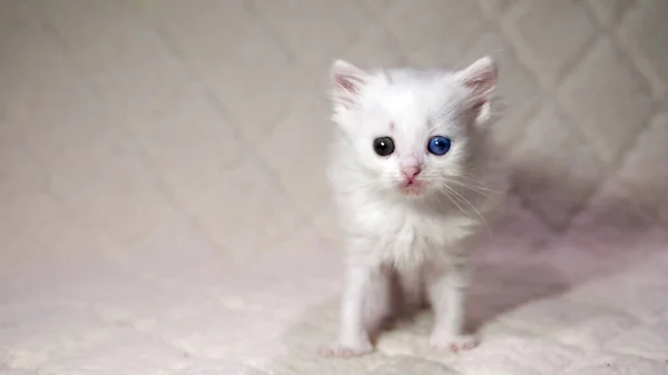 Koťátko Heterochromní Barvou Bílé — Stock fotografie