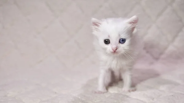 Kitten Met Heterochromia Kleur Wit — Stockfoto