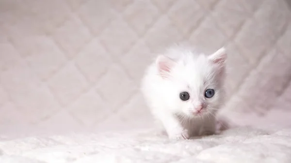 ヘテロクロミア色の白い子猫 — ストック写真