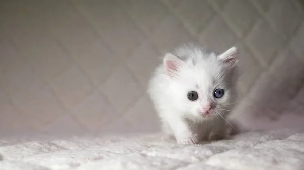 Kitten Met Heterochromia Kleur Wit — Stockfoto