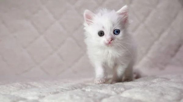Koťátko Heterochromní Barvou Bílé — Stock fotografie
