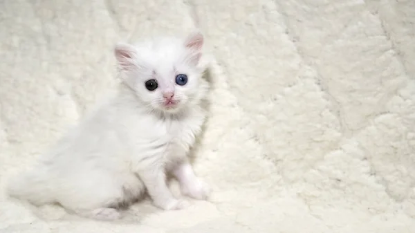 Kitten Met Heterochromia Kleur Wit — Stockfoto