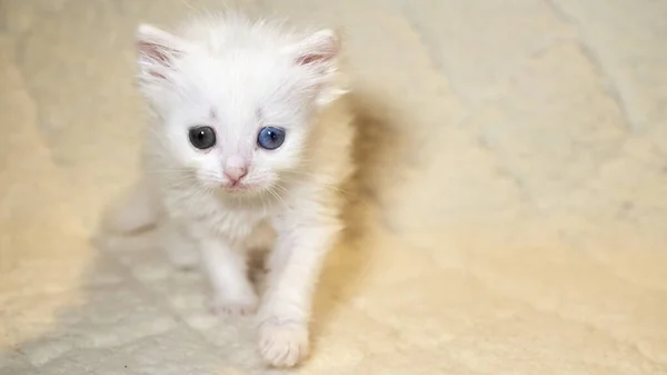 Koťátko Heterochromní Barvou Bílé — Stock fotografie