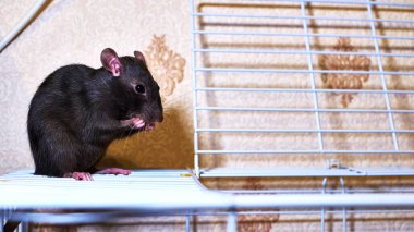 yerli sıçan kafes renginde oturur