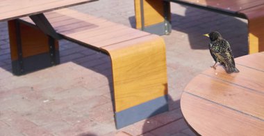 Starling bir kafe masası renginde oturuyor.