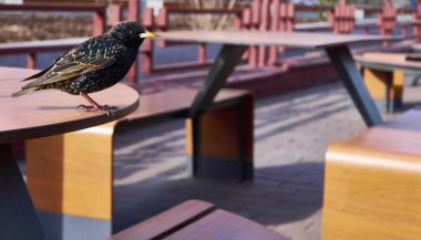 Starling bir kafe masası renginde oturuyor.