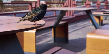 Starling bir kafe masası renginde oturuyor.