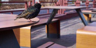 Starling bir kafe masası renginde oturuyor.