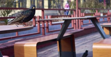 Starling bir kafe masası renginde oturuyor.