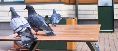 Güvercin kafeterya masası renginde oturur