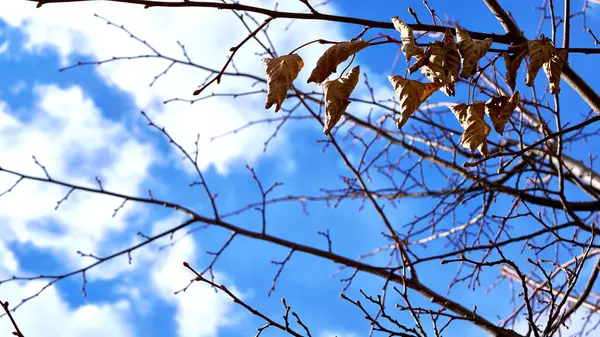 木の枝に乾いた葉青い空 — ストック写真